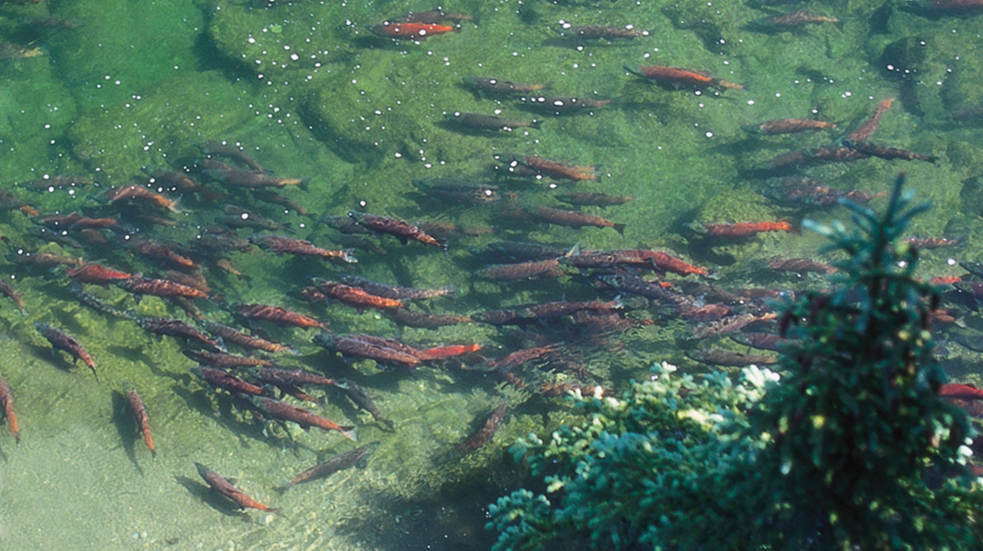 Guias Pesca Anglés 